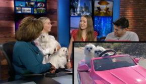 Adorable Therapy Dogs Take The Internet By Storm — Visit RTM