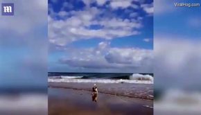 Adorable dog braves a surprise attack from a crab in the sea