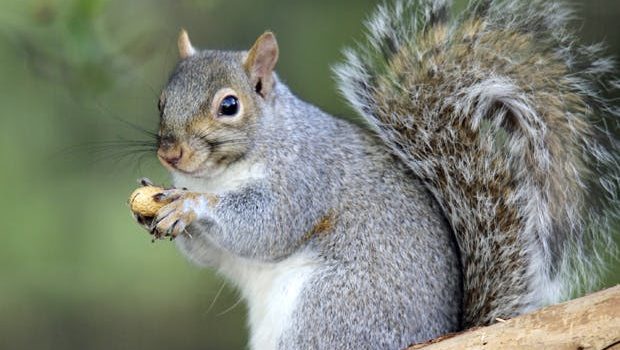 Adventurous Kids: Information about Squirrels