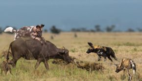 African Wild Dog Hunt Buffalo -  Wild Dog Attack Animal