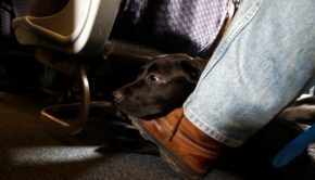 Airlines Are Cracking Down On Support Animals