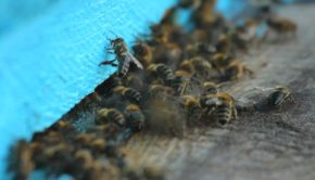 An Arizona Man Was Stung to Death By Bees