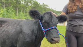 Angus cow now living, "teaching" at Woolard Technology Center