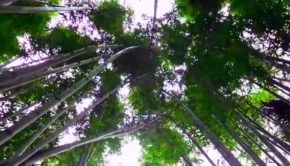 BAMBOO FOREST sound - Wind in leaves & cracking noise - Relaxing exotic place - Asia Indonesia Bambus خيزران 竹 대나무 bambú bambou бамбук बांस buluh ไม้ไผ่ tre pring bamboe ป่า alas Wald غابة 森林 숲 bosque forêt floresta лес जंगल hutan جنگل foresta alas Woud