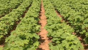 BASF launches Axant Flex technology for cotton growers | Crops