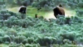 Bear Chases and Kills Bison Cub in front of Mother Bison!