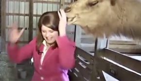 Best Funny Animal News Bloopers