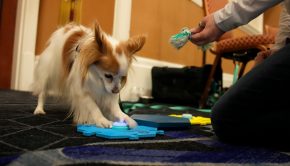 Best of CES 2023: Canine communication and a calming pillow