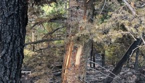Black Mountain Fire in Colorado: Updates for Sept. 4, 2021 - Cause determined