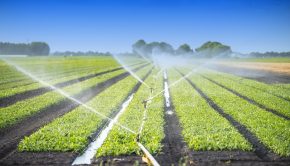 Boosting Year-round Crop Production Through Drip Irrigation Technology