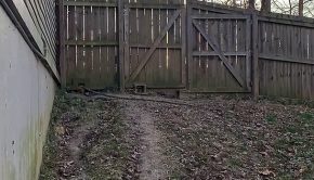 Boxer Showcases Ability to Jump 6 Foot Tall Fence