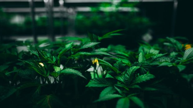 California Cannabis Nursery Adopts Blockchain Technology To Certify Clones With Batch Certificates