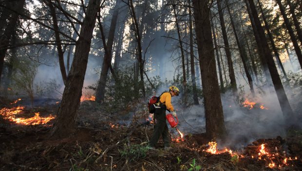 Prescribed fire is used to thin the forest floor in the hills above West Dry Creek Nov. 29, 2020. The Walbridge fire burned very close to the area of the prescribed fire.  (Kent Porter / The Press Democrat)