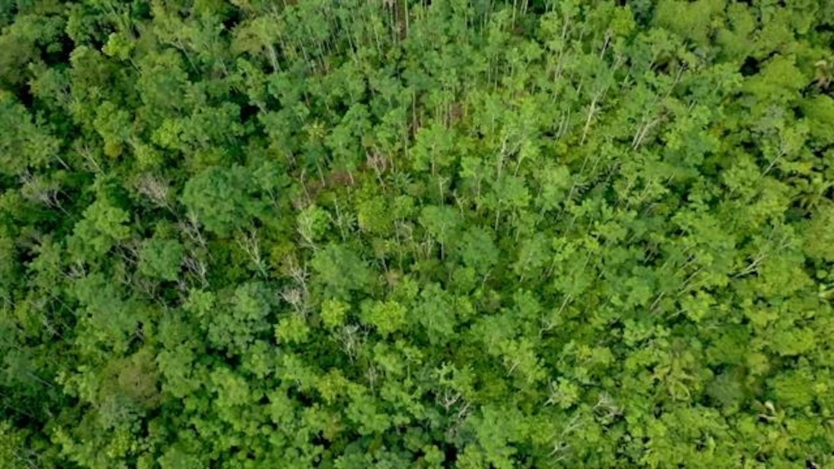 Can Technology Save Our Forests?