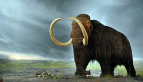 Can we bring back the woolly mammoth?