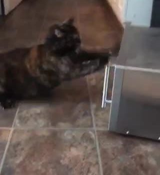 Cat Attacks Objects That Show Her Reflection