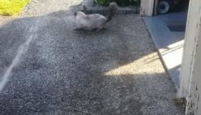 Cat Chases Stream of Water Coming From Hose