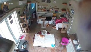 Cat Discovers the Security Camera