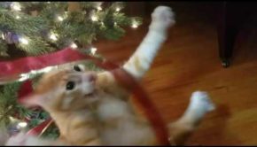 Cat Freaks Out and Attacks Christmas Tree