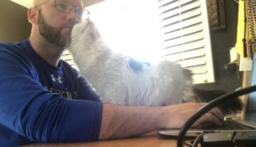 Cat Interrupts Owner Working at Computer for Cuddles