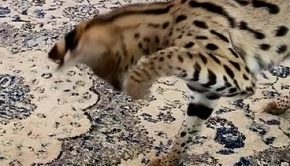 Cat Keeps Falcon From Flying
