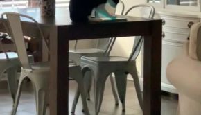 Cat Plays with Owner's Tablet