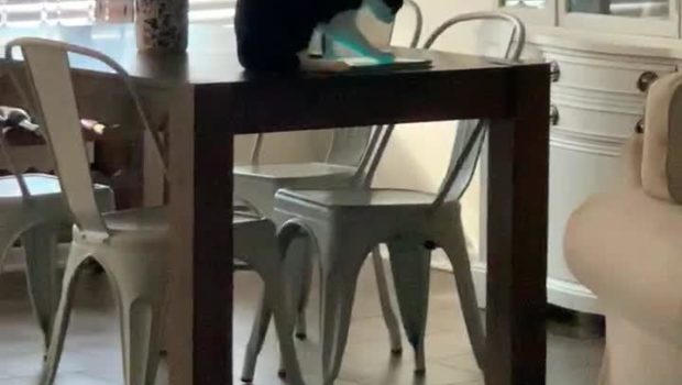 Cat Plays with Owner's Tablet