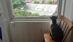 Cat Scares Away Seagull Trying to Sit Outside Glass Window
