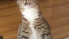 Cat Sneezes Continually in Loop