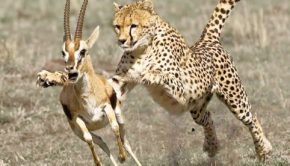 Cheetah Attacks and Kills Deer, Crocodile, Ostrich Too Fast