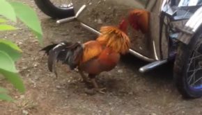 Chicken Attacks Own Reflection