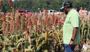 Clemson Agronomic and Vegetable Field Day highlights latest research/technology