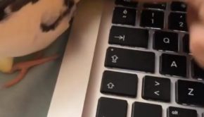 Cockatiel Bird Playfully Pecks at Laptop's Keys