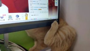 Computer Screen Blocks Cat Scratch