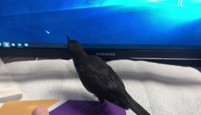 Crow Plays with Mouse Pointer on Computer Screen