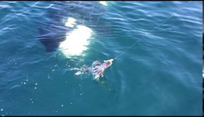 Curious Kodiak Killer Whale