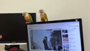 Dancing Birdie Loves the Internet
