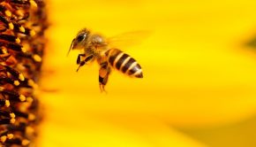 Digital beekeeping - using technology to support pollination and help save the bees