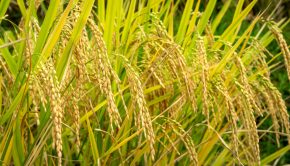 A photo of golden heads of rice growing in a field of light green plants.