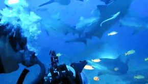 Diver surrounded by Bull Sharks