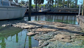 Does new technology stand a chance against stubborn Pahokee algae? - WPEC