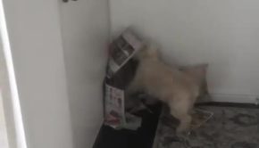 Dog Attacks Mail Slid Through Letter Box