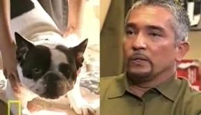 Dog Whisperer S06E04 Hardy - Attacked with Love