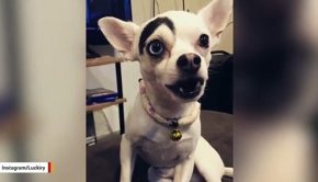 Dog With One Giant 'Eyebrow' Confuses Internet