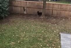 Dogs Excitedly Jump To Look On Other Side Of Fence