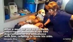 Dogs Refuse to Leave Owner's Side in Emergency Room
