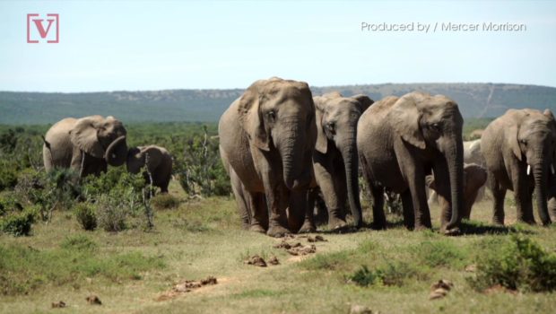 Elephants Are More Stressed & Irritable Around High Numbers of Wildlife Tourists: Study