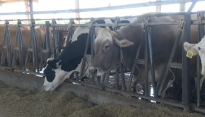 Eye On Ag: Fresno State students use new technology to track cow health