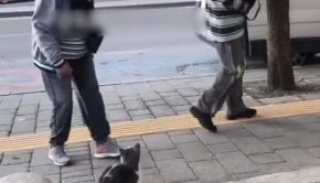 Feisty Cat Charges at Passerby in Street