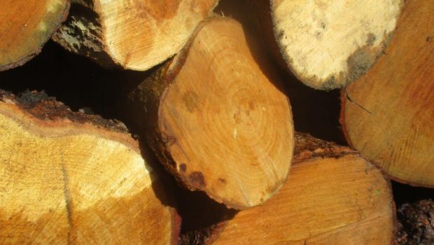 Firewood is old fashioned technology | Tony Tomeo | Lifestyles